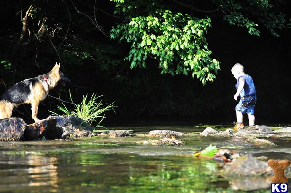 blueridgelanegsd Picture 3